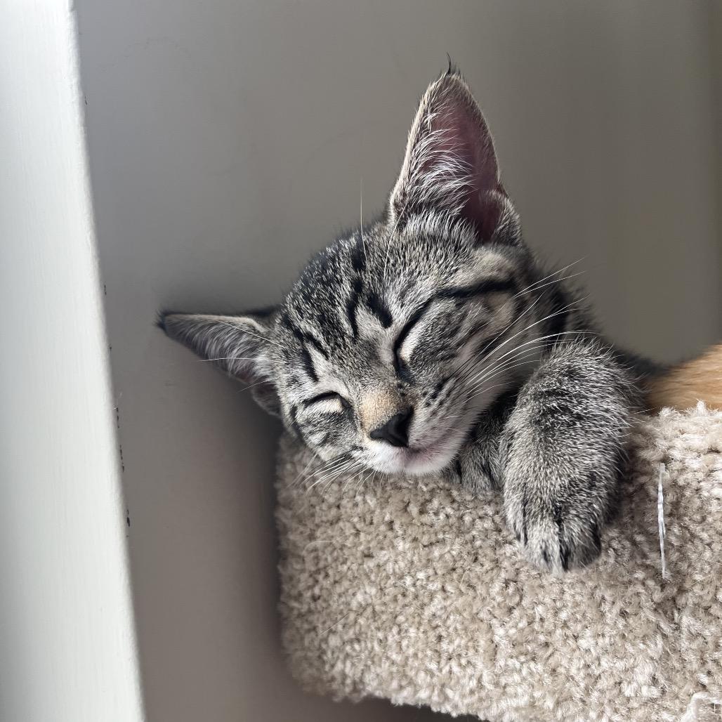 Clove, a Adoptable Domestic Short Hair in Germantown, MD image 3/6