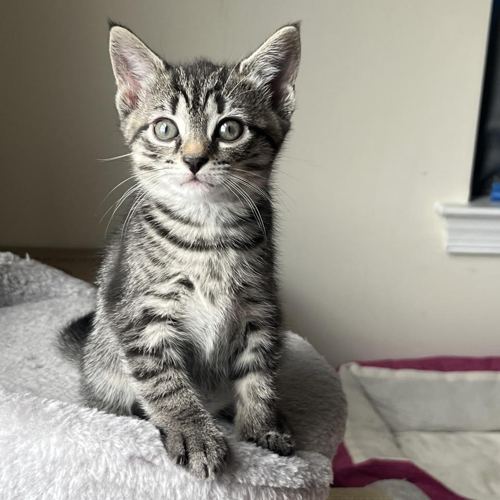 Clove, a Adoptable Domestic Short Hair in Germantown, MD image 4/6