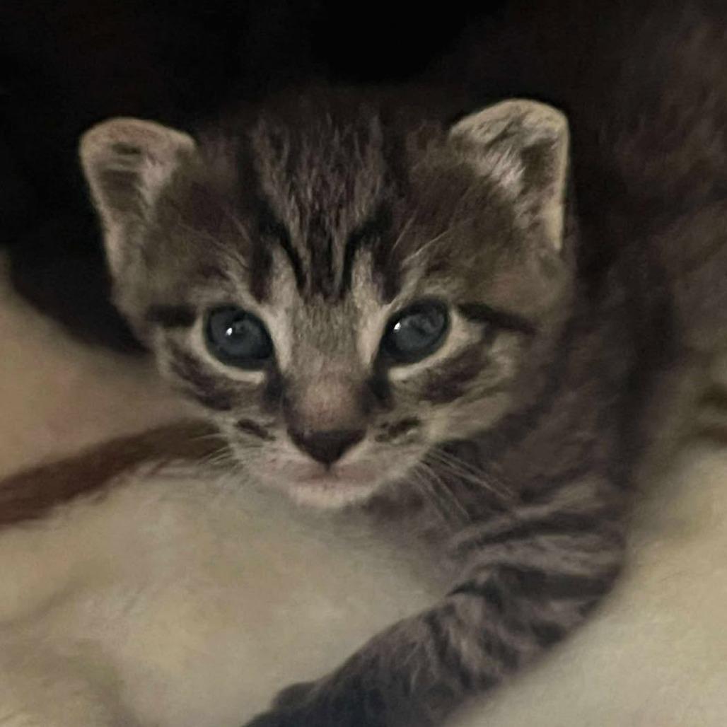 Clove, a Adoptable Domestic Short Hair in Germantown, MD image 5/6