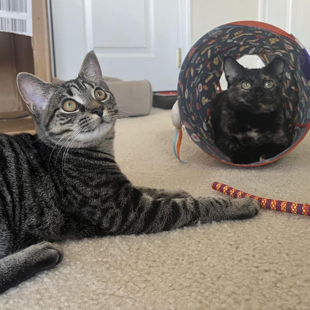 Clove, a Adoptable Domestic Short Hair in Germantown, MD image 6/6