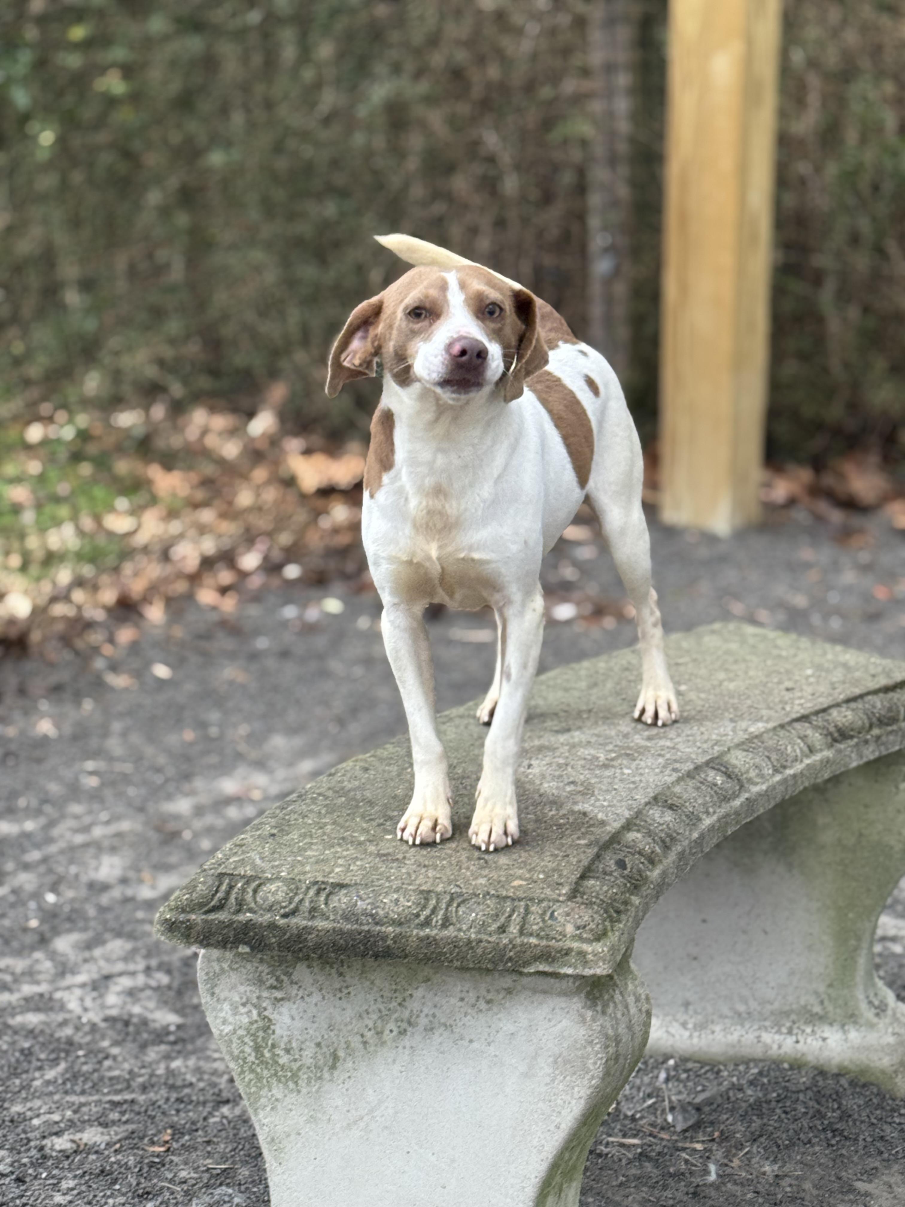 Enlarge Jackson, a ADOPTABLE mixed breed in Maynardville, TN image 1/1
