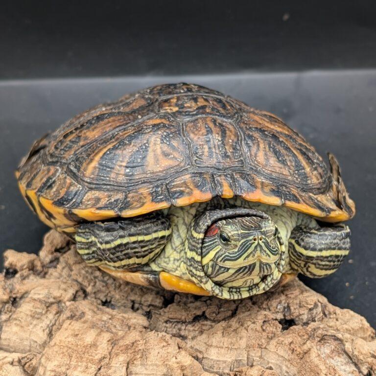 Oscar, Young Male unknown