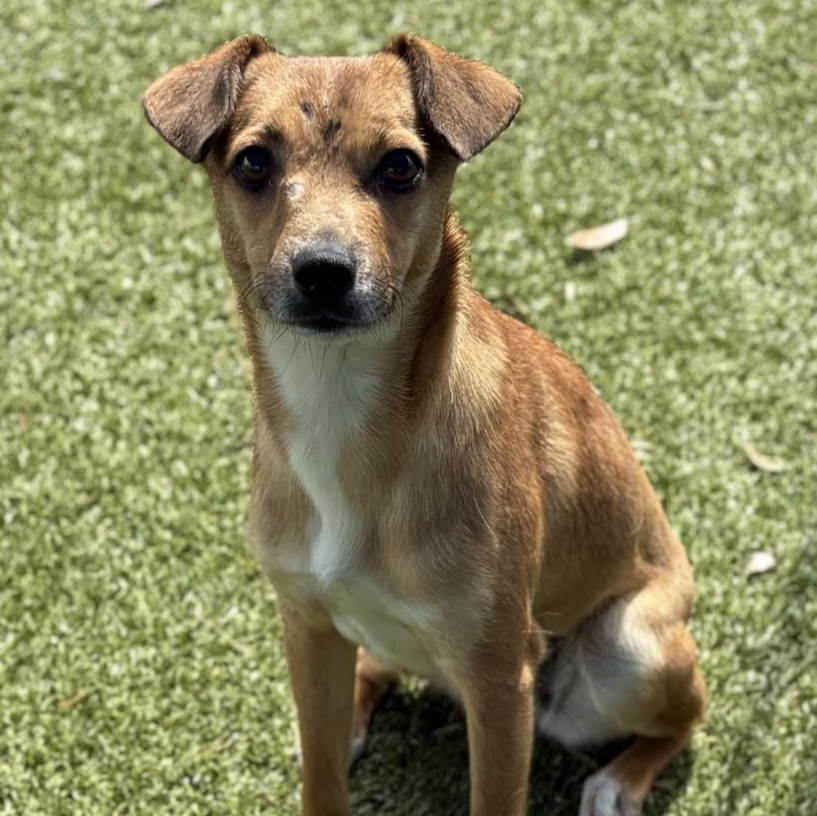 Biscuits, adopted, Young Female Mixed Breed.