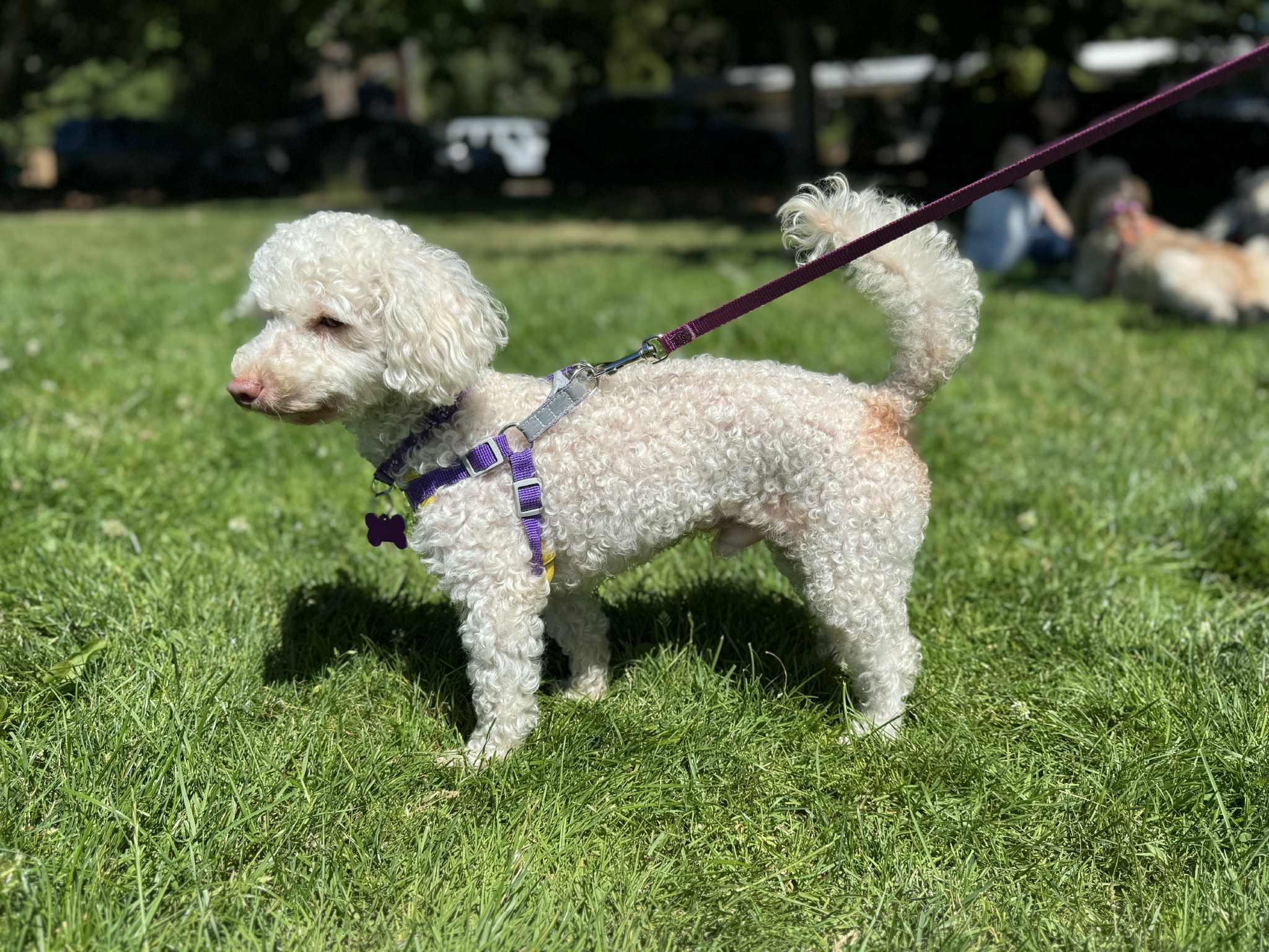 PLEASE READ THE ENTIRE BIO ON THIS DOG BEFORE REQUESTING AN APPLICATION MANY OF OUR DOGS HAVE STRIC