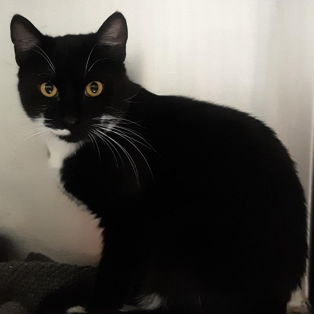 Slayer, Adoptable, Young Male Domestic Short Hair.
