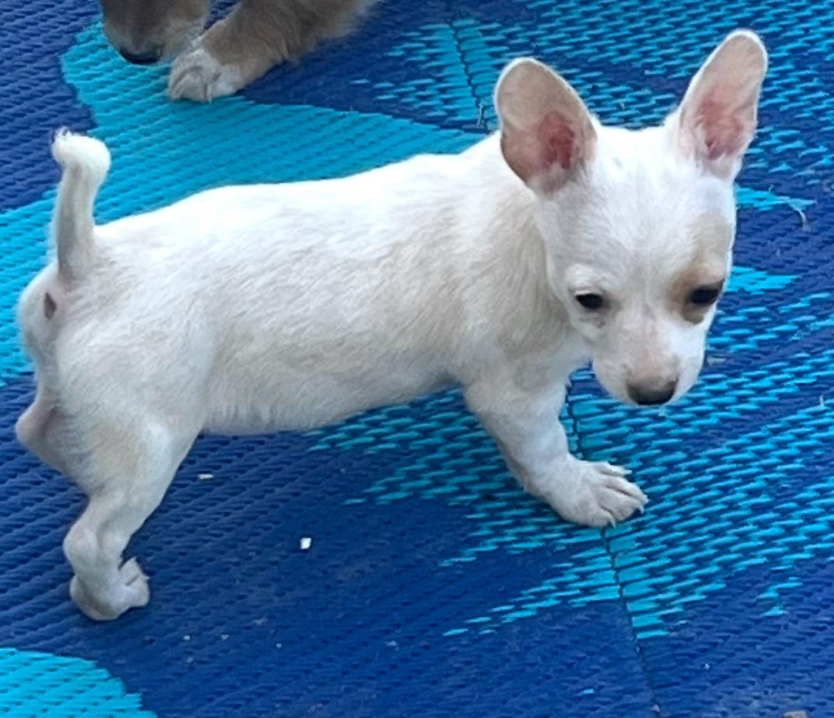 Pixie