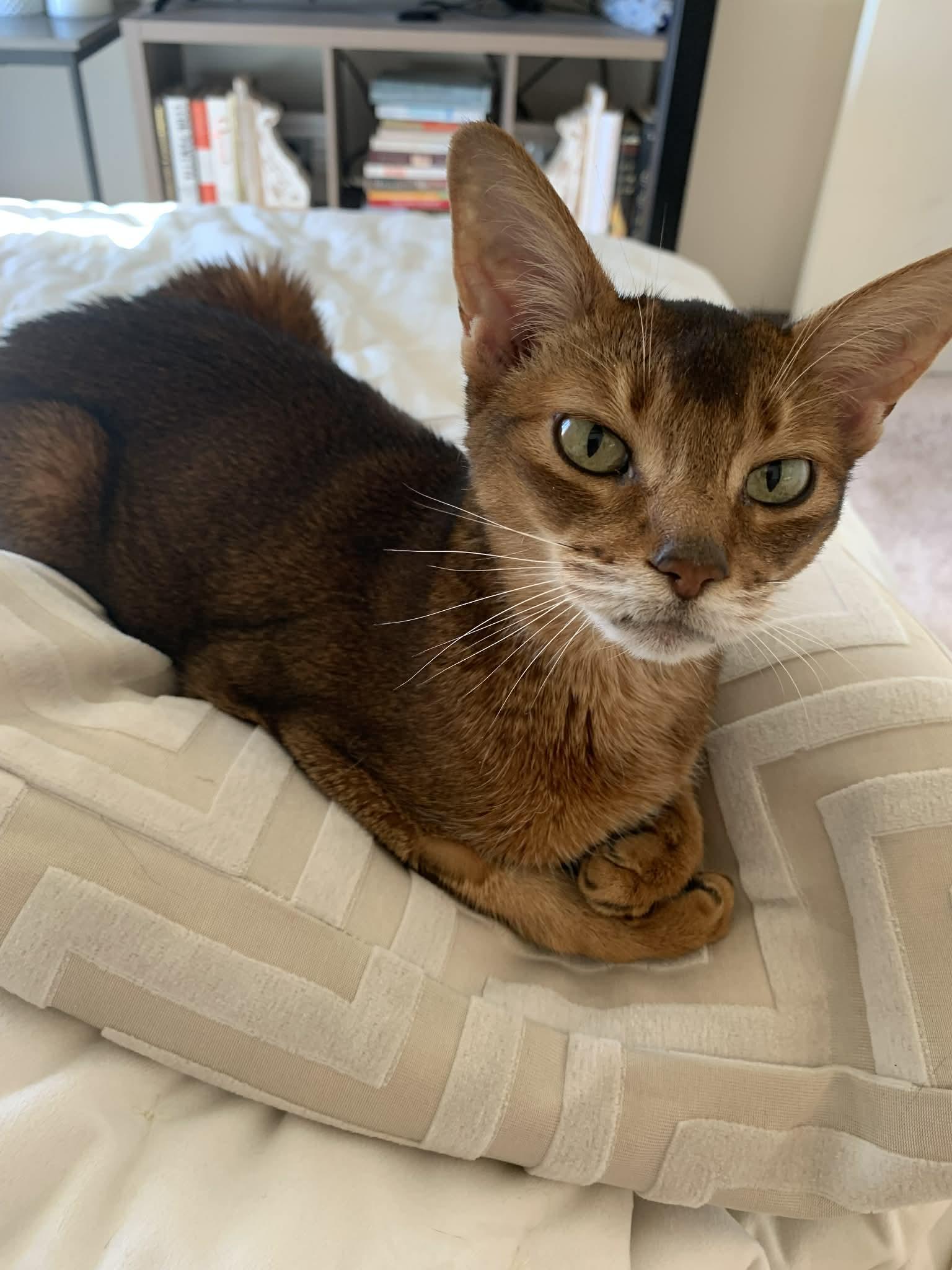 Lizzy, ADOPTABLE, Adult Female Abyssinian.