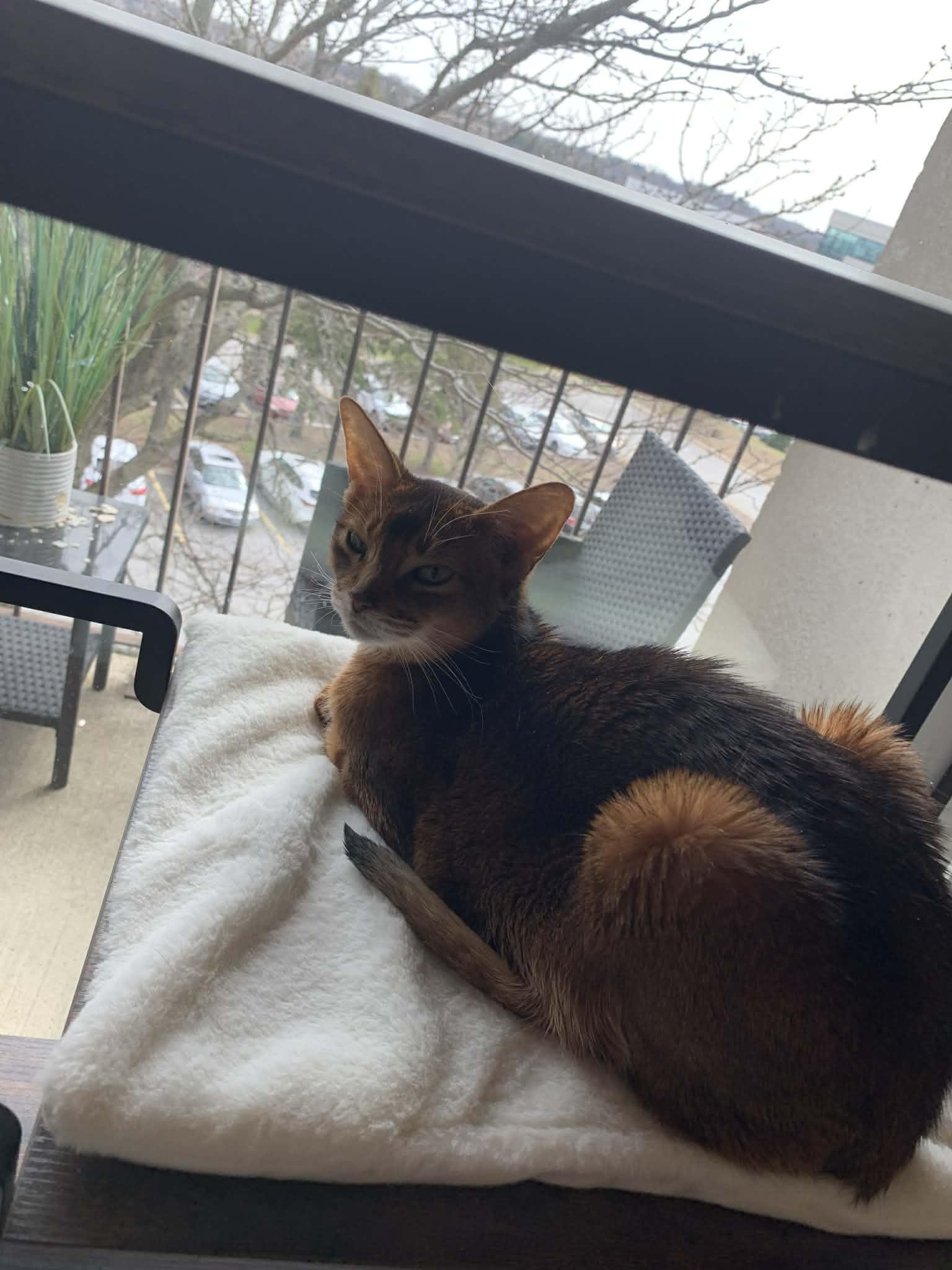 Enlarge Lizzy, a ADOPTABLE Abyssinian in Chicago, IL image 3/4