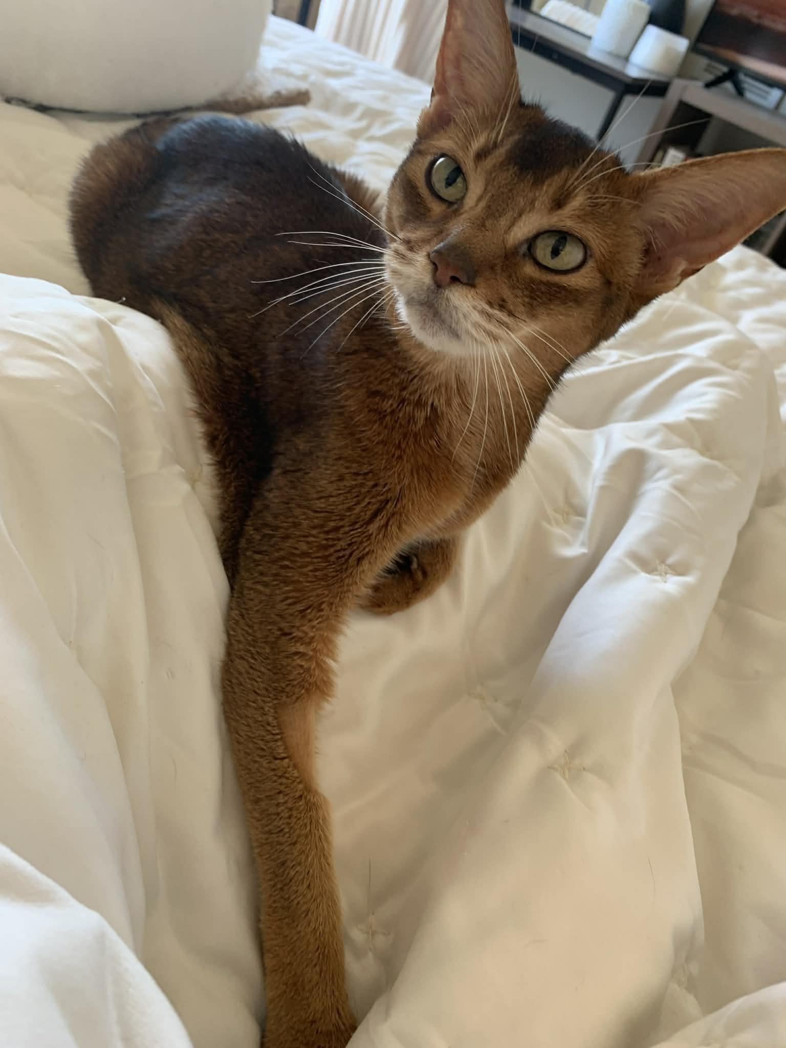 Enlarge Lizzy, a ADOPTABLE Abyssinian in Chicago, IL image 4/4