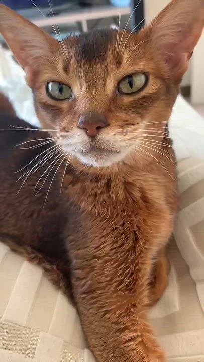 Enlarge Lizzy, a ADOPTABLE Abyssinian in Chicago, IL video 2/4