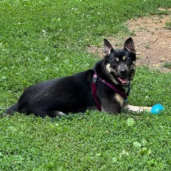 Dalinar, an adoptable mixed breed in Phoenixville, PA image 2/6
