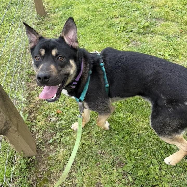 Dalinar, an adoptable mixed breed in Phoenixville, PA image 4/6