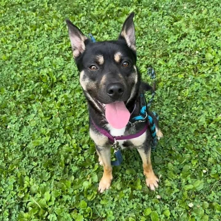 Dalinar, adoptable, Young Male Shepherd.