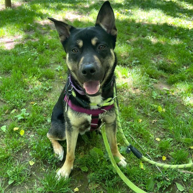 Dalinar, an adoptable mixed breed in Phoenixville, PA image 3/6