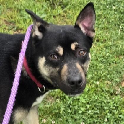 Dalinar, an adoptable mixed breed in Phoenixville, PA image 6/6