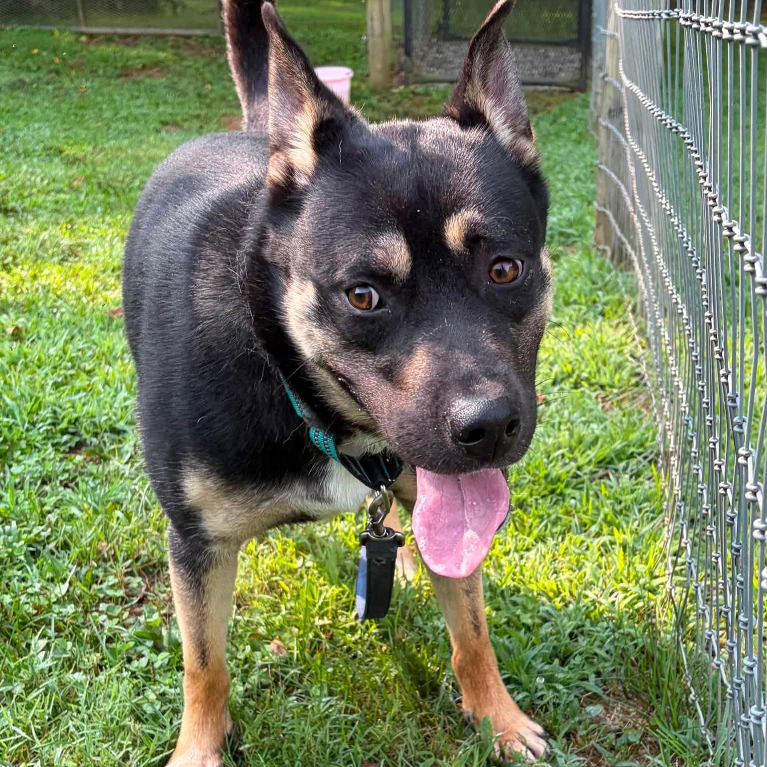 Enlarge Dalinar, an adoptable mixed breed in Phoenixville, PA image 2/6