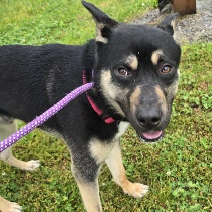 Dalinar, an adoptable mixed breed in Phoenixville, PA image 5/6