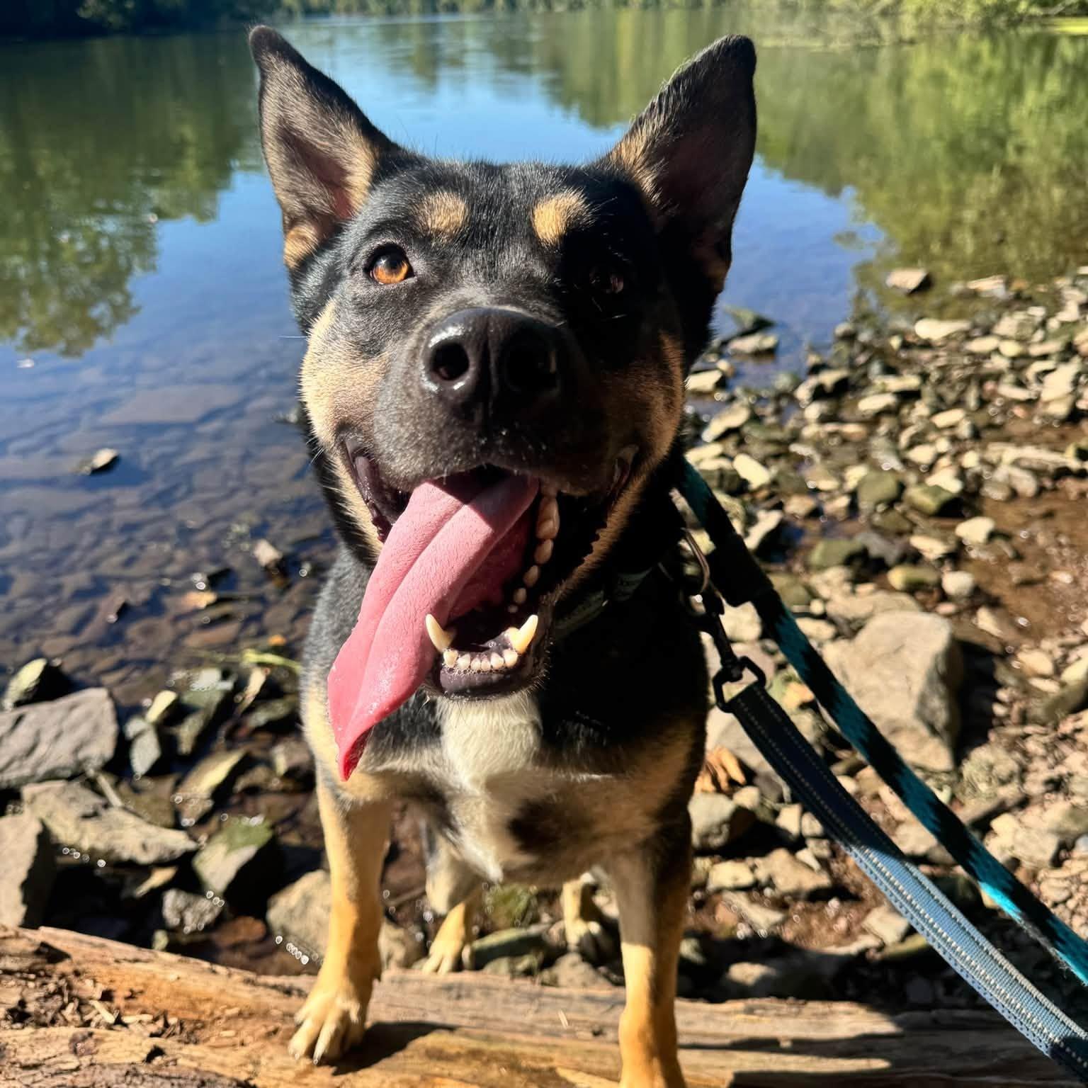 Dalinar, Adoptable, Young Male Shepherd.