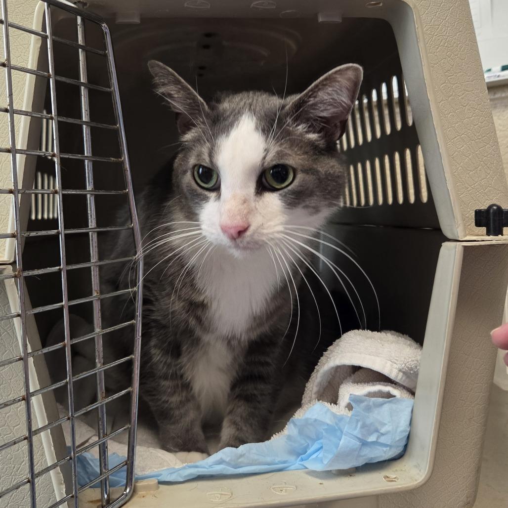 Marley, Adoptable, Senior Male Domestic Short Hair.