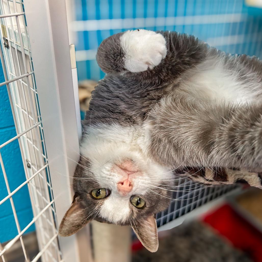 Enlarge Marley, a Adoptable Domestic Short Hair in Troy, VA image 3/6