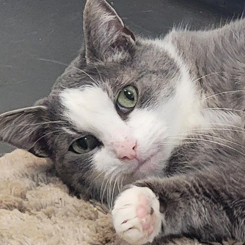 Enlarge Marley, a Adoptable Domestic Short Hair in Troy, VA image 2/3