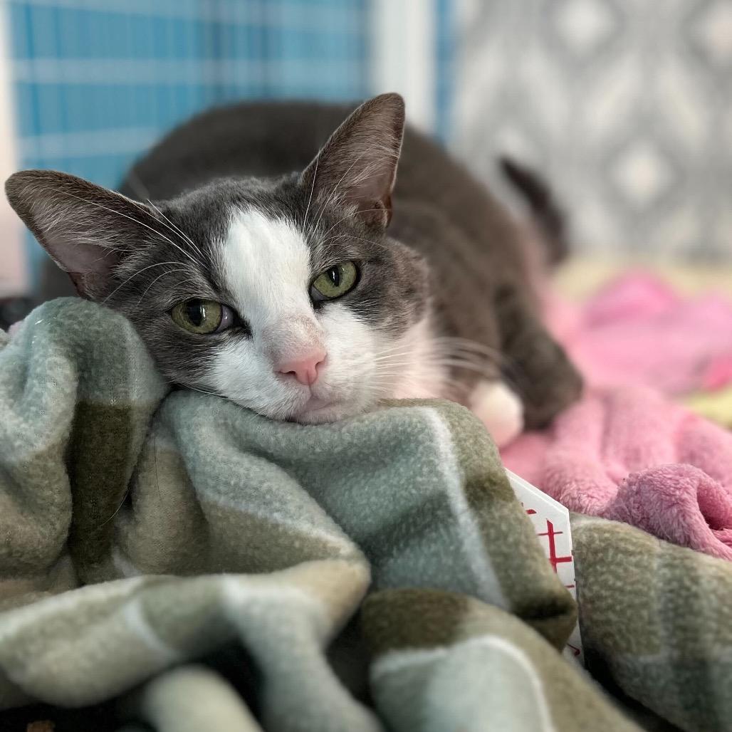 Enlarge Marley, a Adoptable Domestic Short Hair in Troy, VA image 3/3