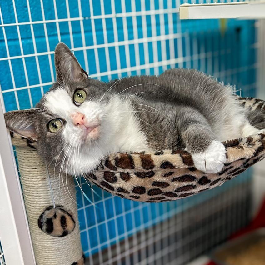 Enlarge Marley, a Adoptable Domestic Short Hair in Troy, VA image 6/6