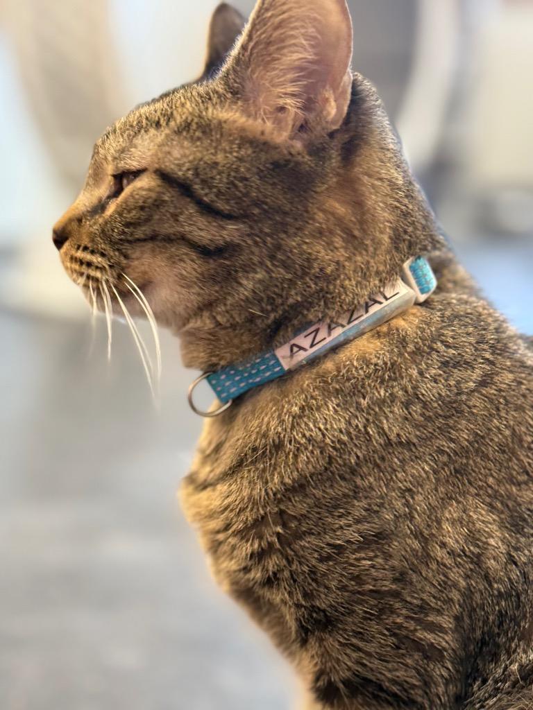 Azazal, Adoptable, Adult Female Domestic Short Hair.