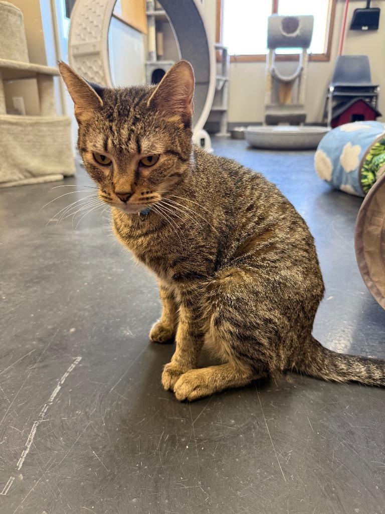 Enlarge Azazal, a Adoptable mixed breed in Algona, IA image 2/4