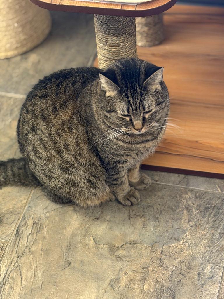 Enlarge Azazal, a Adoptable mixed breed in Algona, IA image 3/6