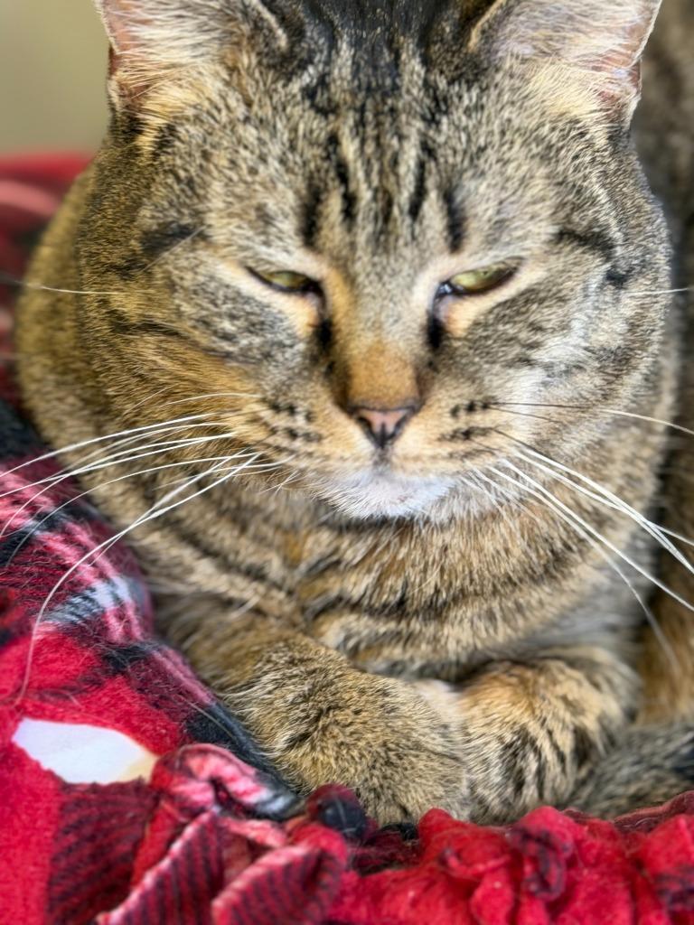 Enlarge Azazal, a Adoptable mixed breed in Algona, IA image 4/6