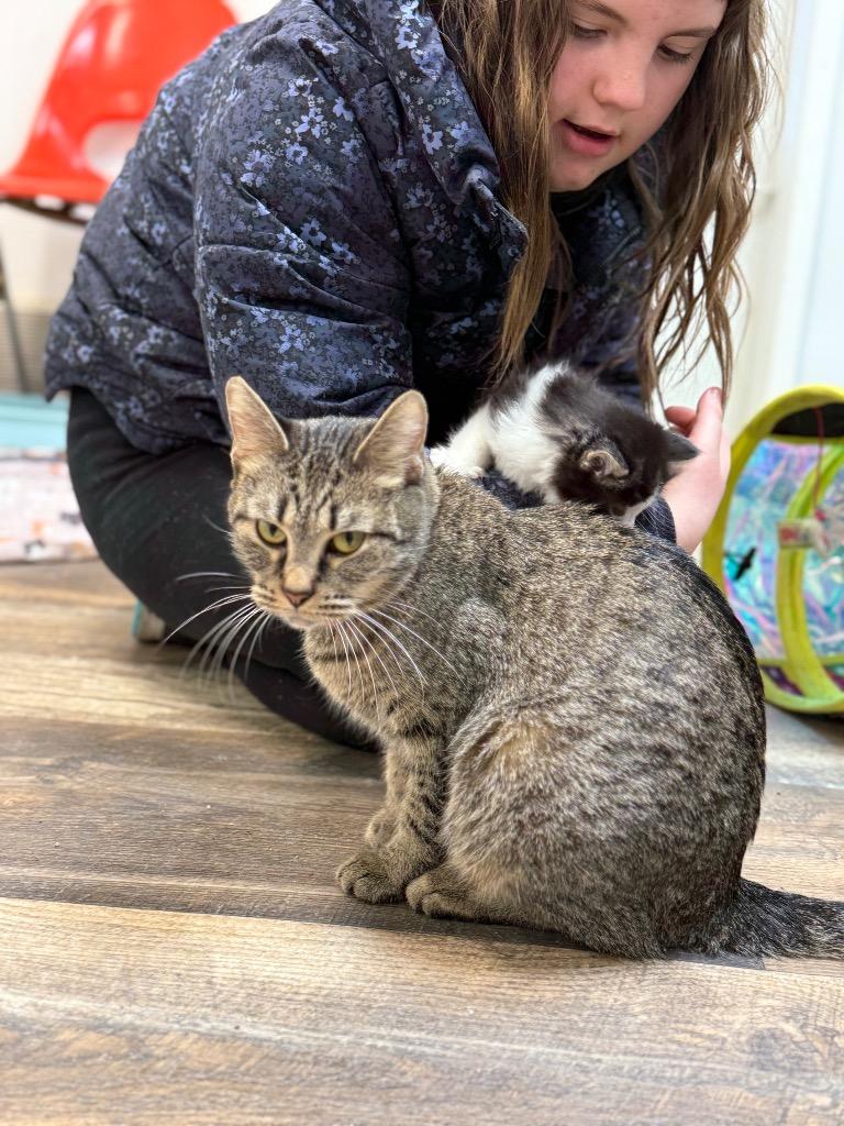 Enlarge Azazal, a Adoptable mixed breed in Algona, IA image 2/4