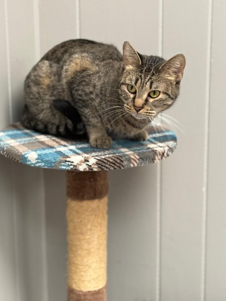 Enlarge Azazal, a Adoptable mixed breed in Algona, IA image 3/4