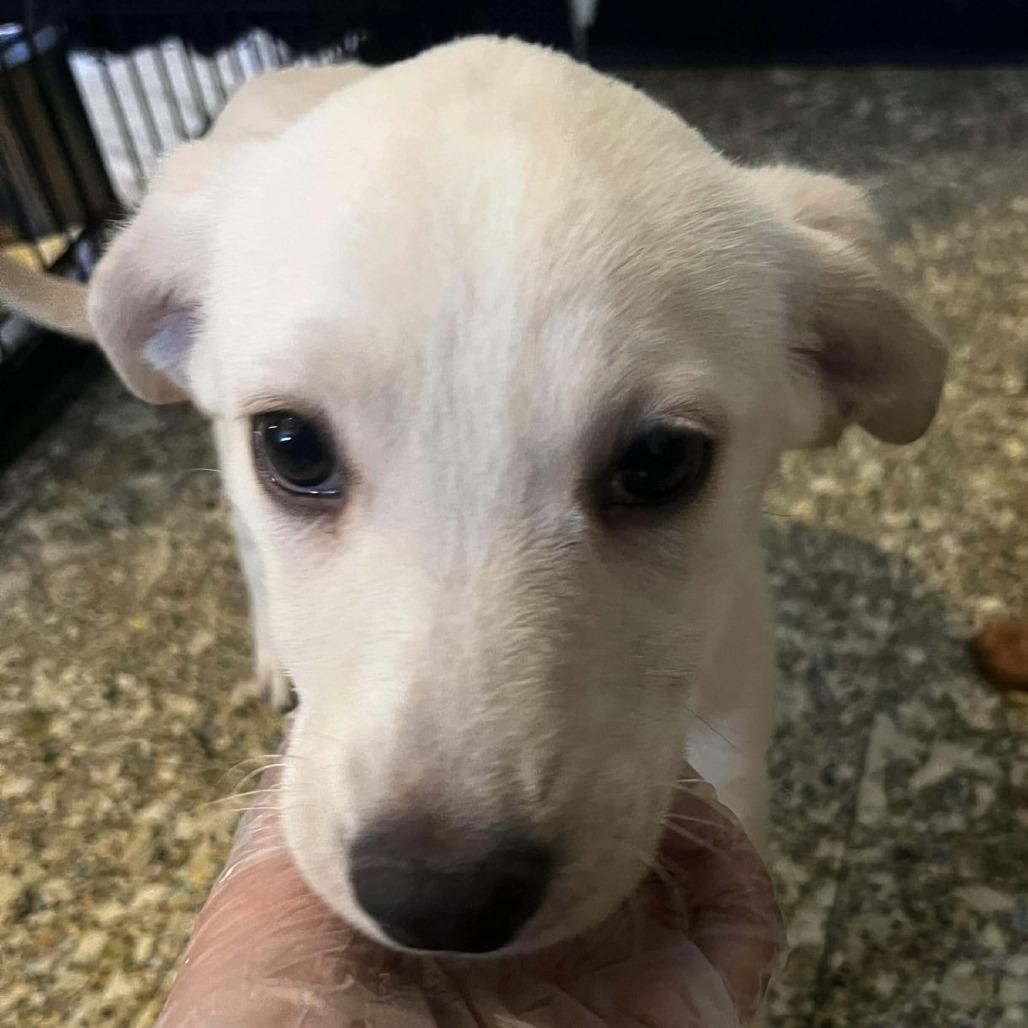 Sally, Adoptable, Puppy Female Labrador Retriever & Mixed Breed.