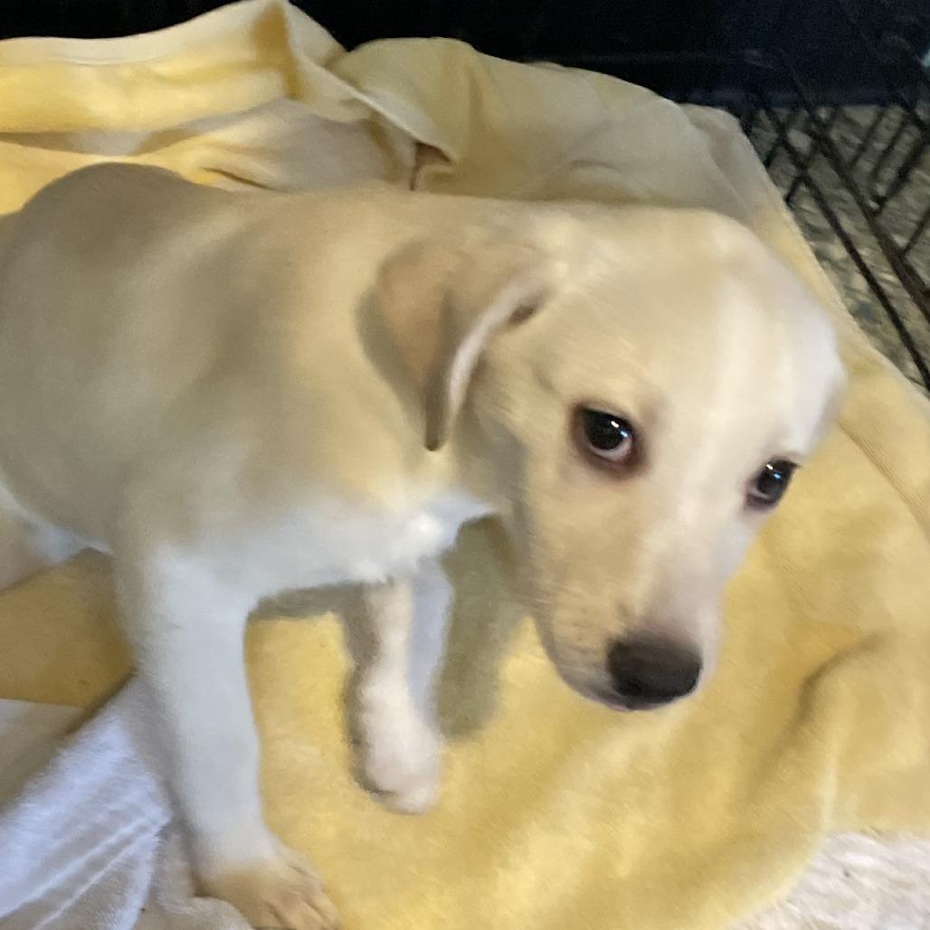 Enlarge Sally, a Adoptable mixed breed in Mundelein, IL image 3/3