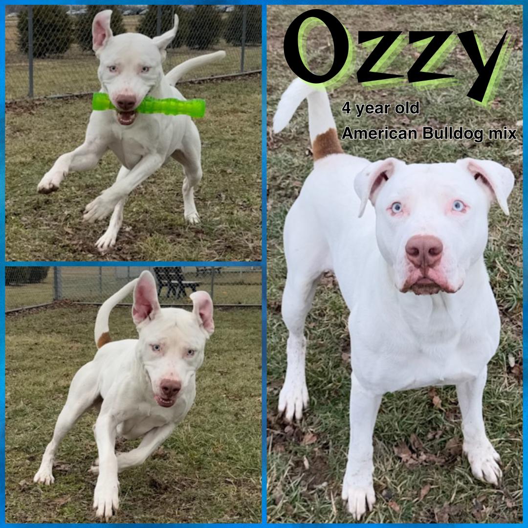 Ozzy, Adoptable, Adult Male American Bulldog.