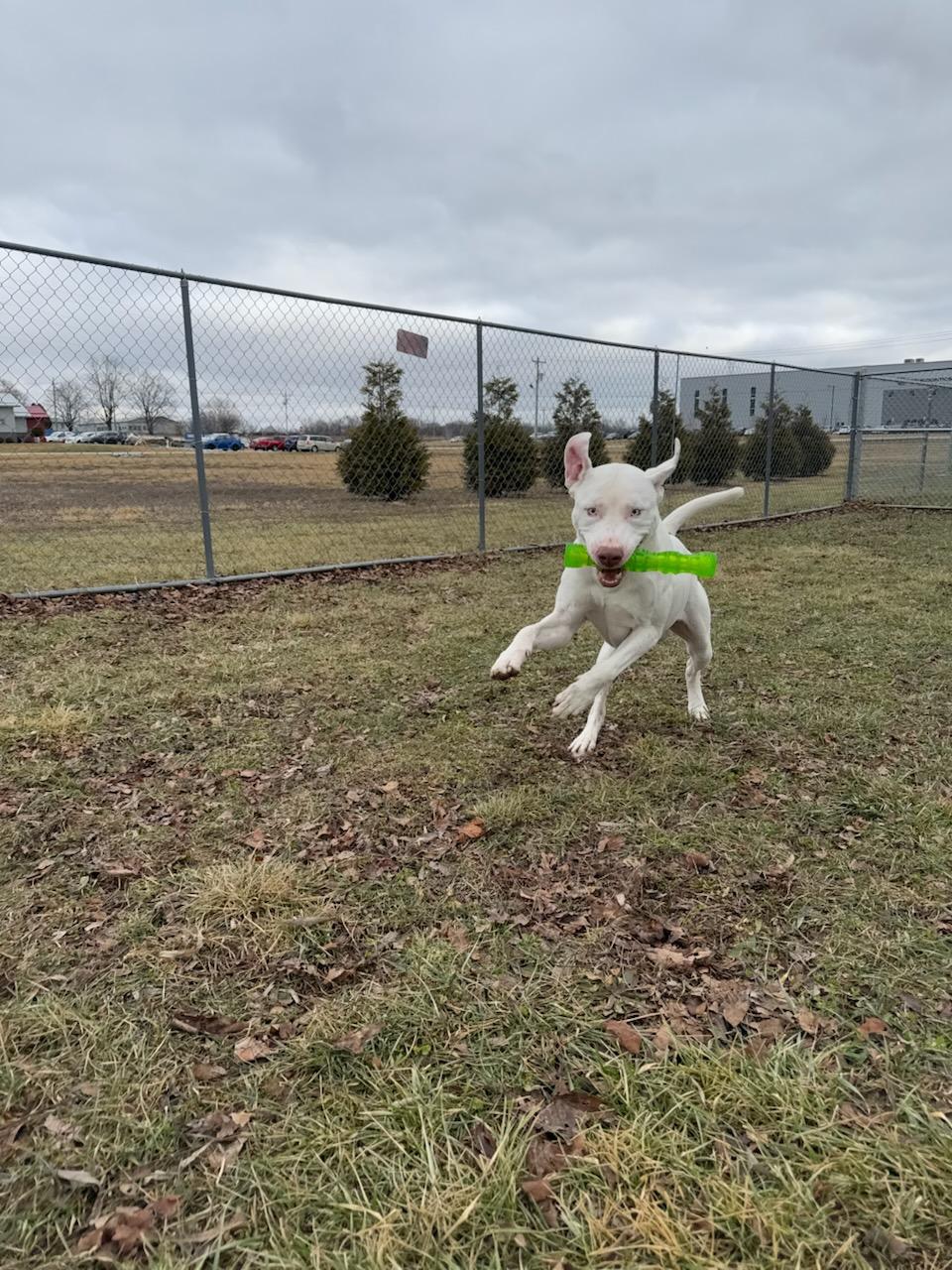 Enlarge Ozzy, a Adoptable mixed breed in Franklin, IN image 5/6