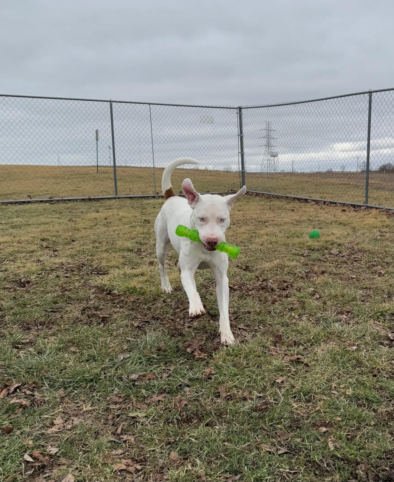 Enlarge Ozzy, a Adoptable mixed breed in Franklin, IN image 3/6