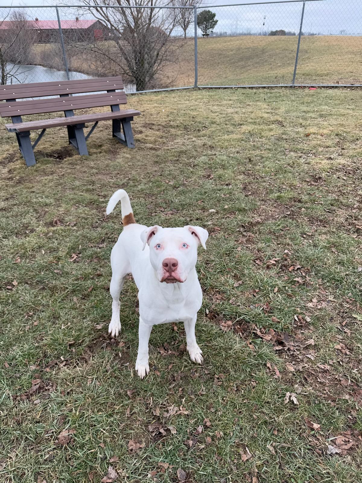 Enlarge Ozzy, a Adoptable mixed breed in Franklin, IN image 4/6