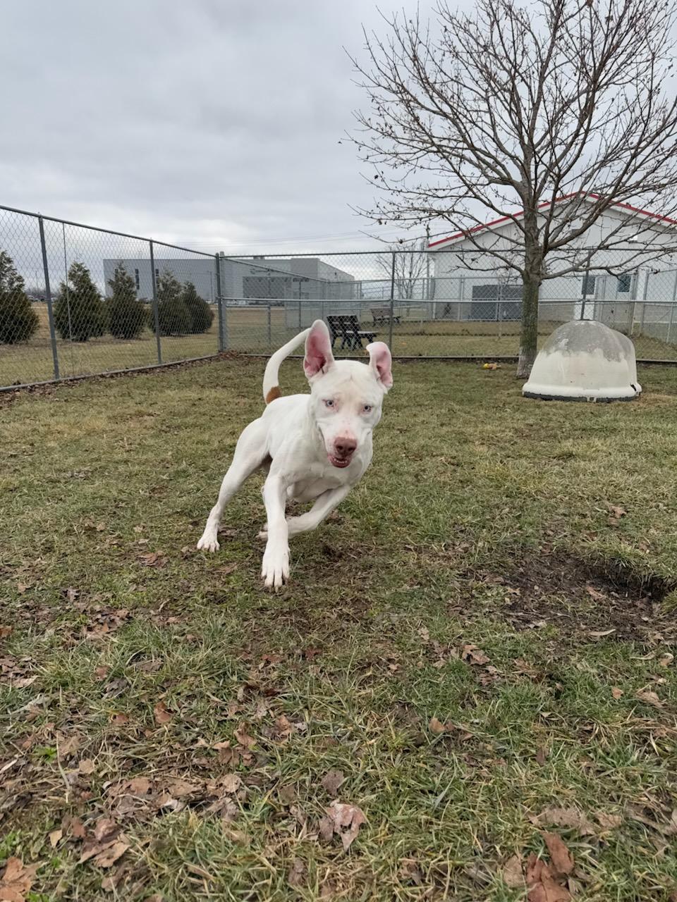 Enlarge Ozzy, a Adoptable mixed breed in Franklin, IN image 6/6