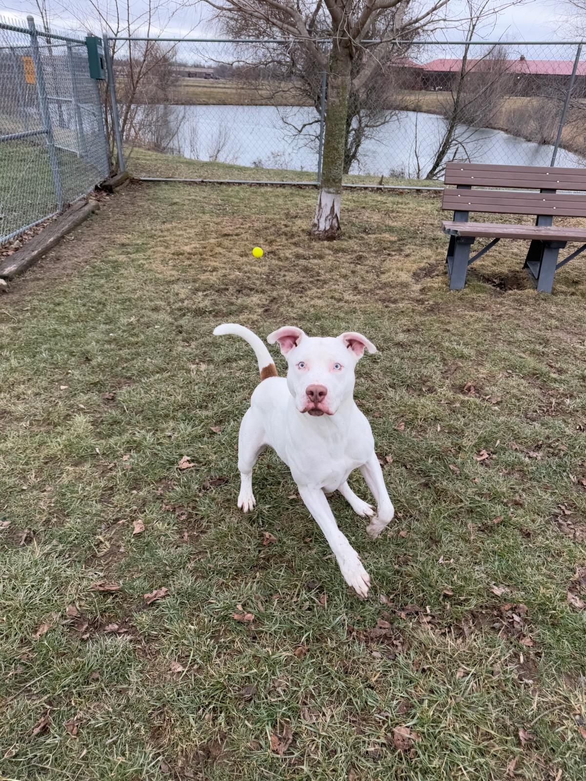 Enlarge Ozzy, a Adoptable mixed breed in Franklin, IN image 2/6