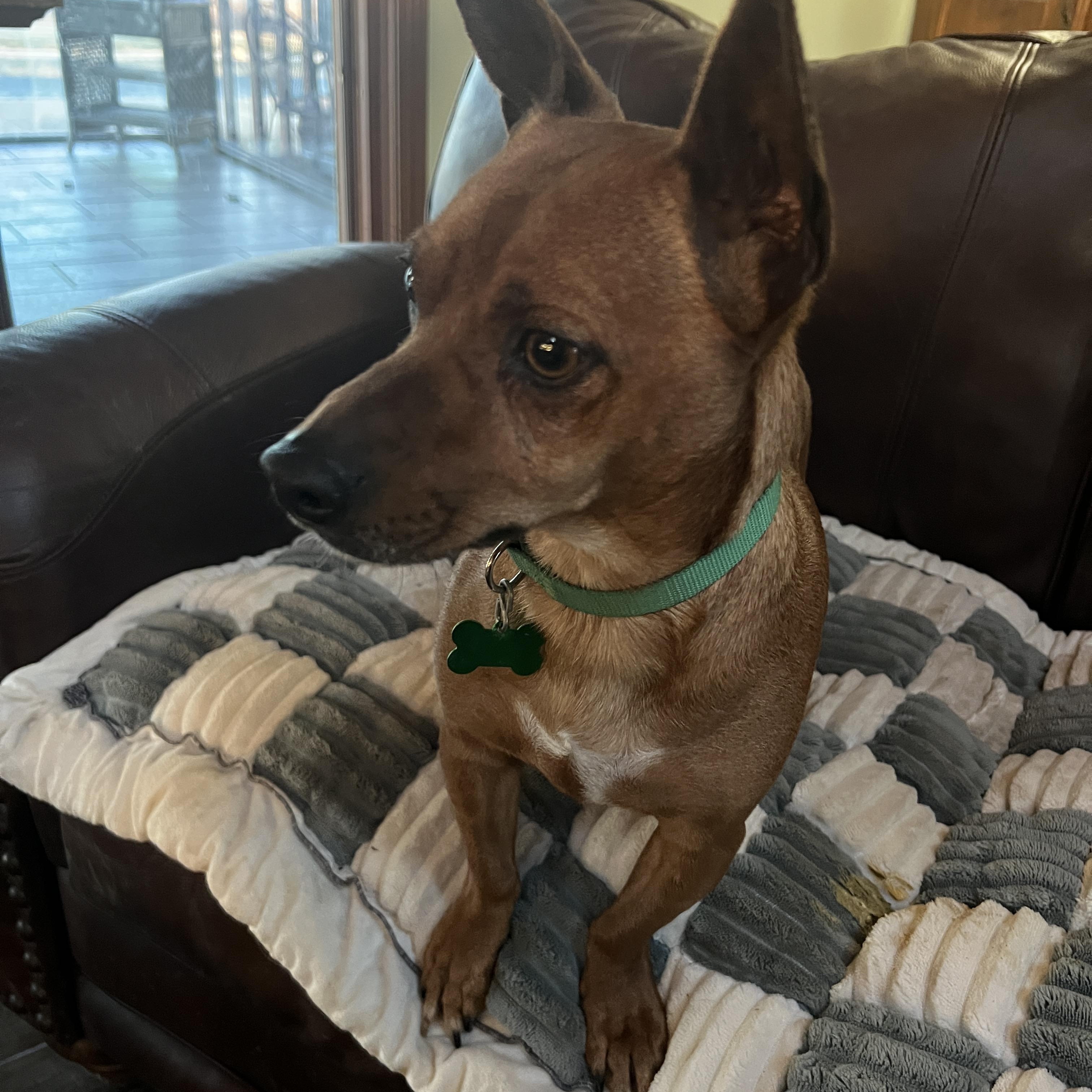 Jack, ADOPTABLE, Adult Male Dachshund & Chihuahua.