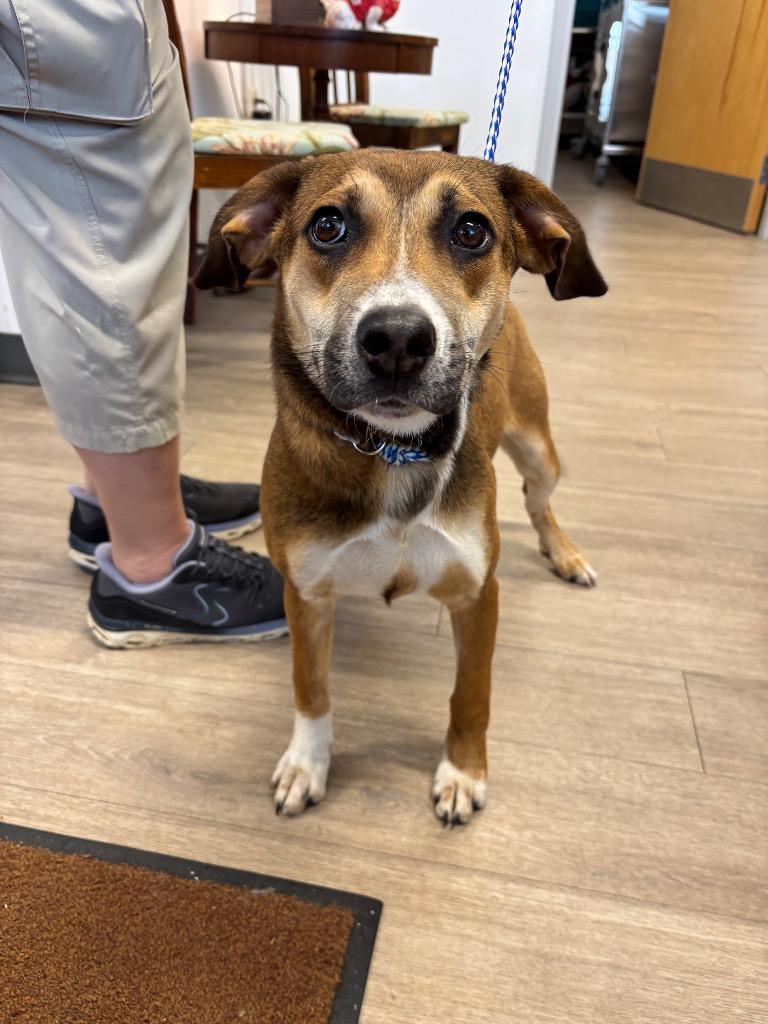 Sparkle, Adoptable, Puppy Female Rottweiler & Labrador Retriever.