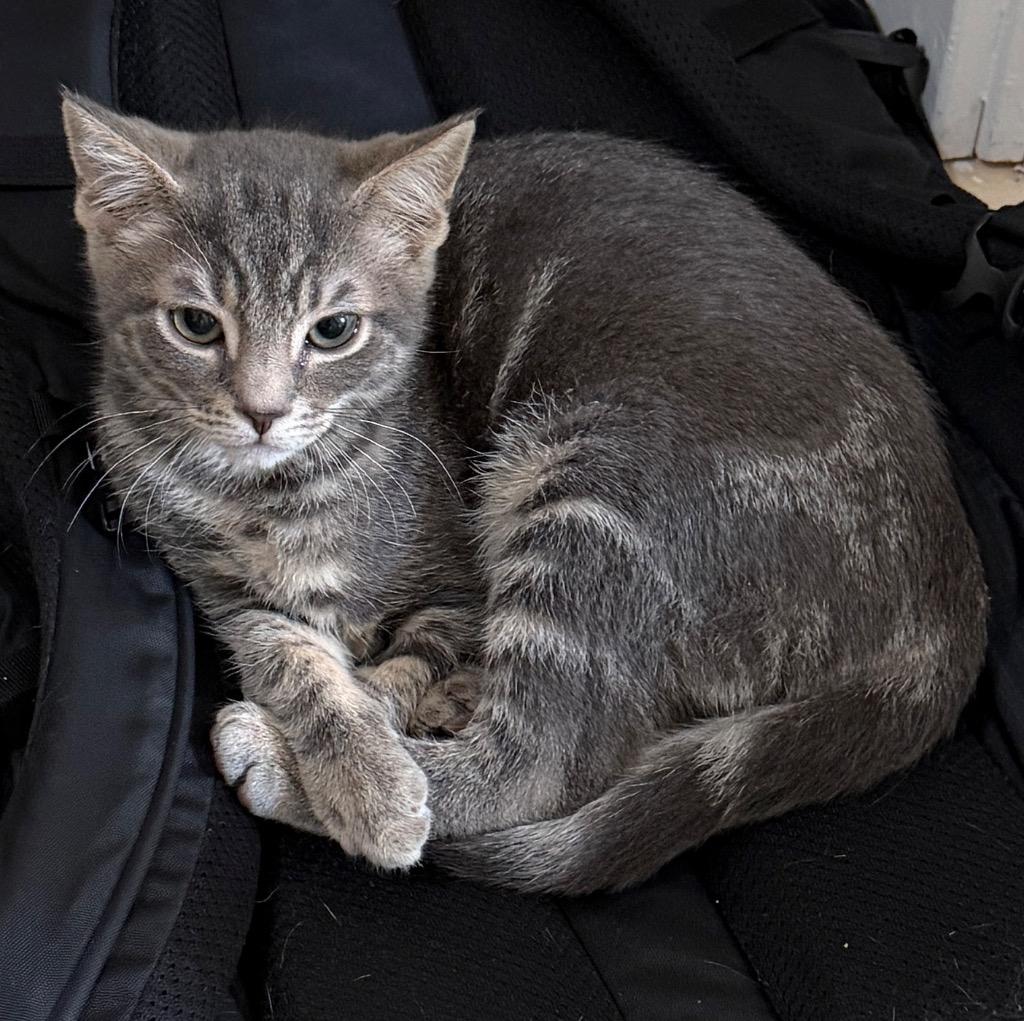 Enlarge Pretzel, a Adoptable mixed breed in New York, NY image 5/6