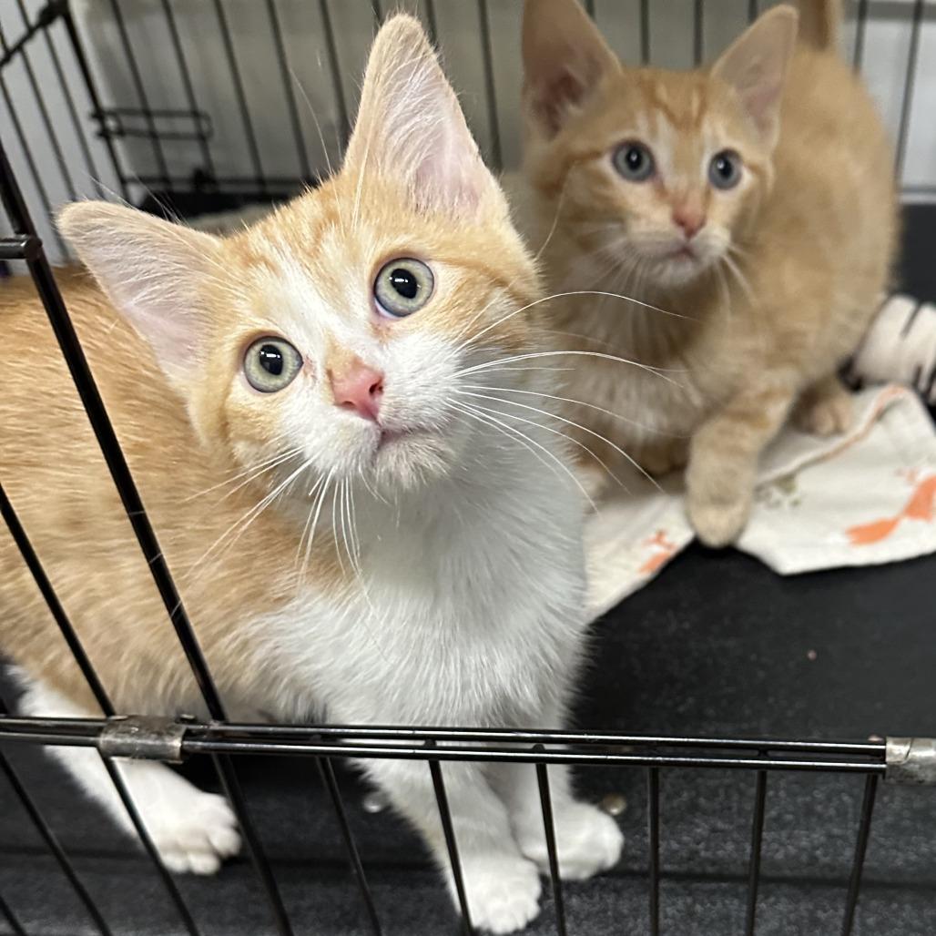 Yamsley, Adoptable, Kitten Female Domestic Short Hair.