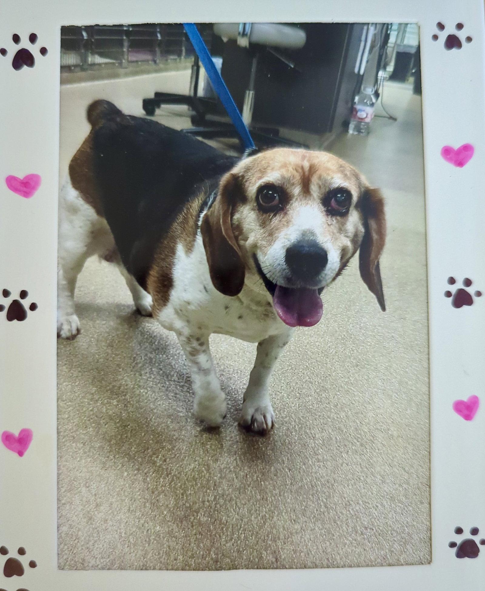 Belle Starr, Adoptable, Senior Female Beagle.