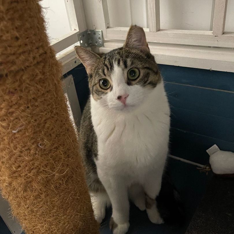 Disco, Adoptable, Young Male Domestic Short Hair.