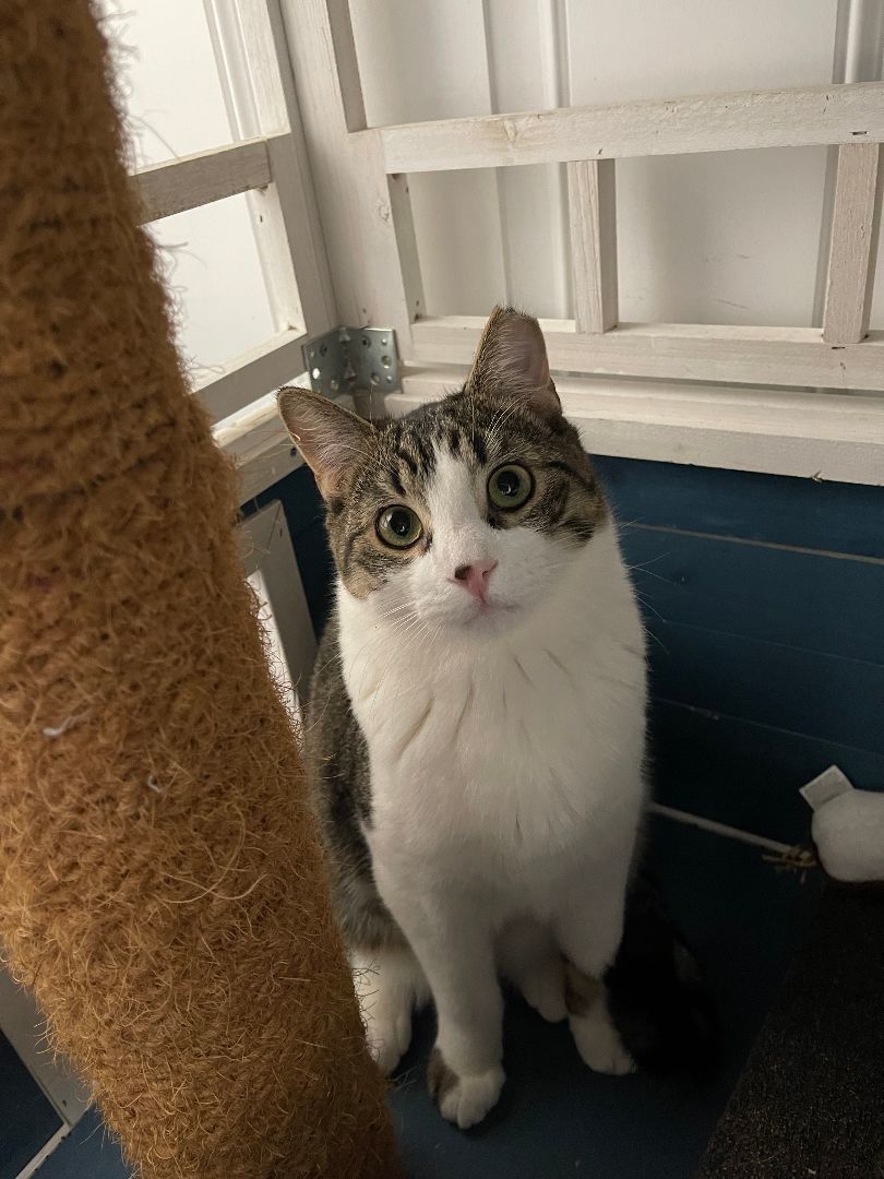 Disco, a Adoptable mixed breed in Smithtown, NY image 2/3