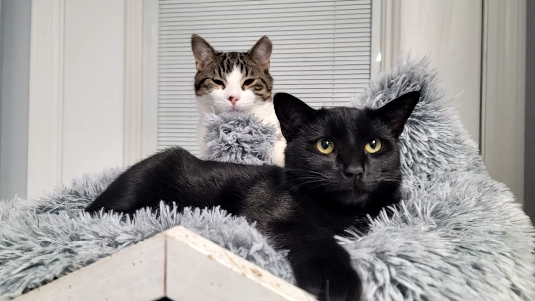 Disco — thumbnail 3