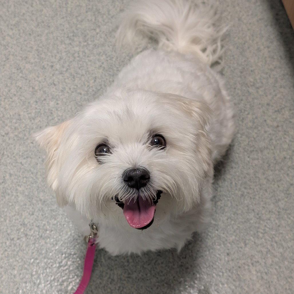 Enlarge Luka, a Adopted Bichon Frise in New Castle, DE image 1/1